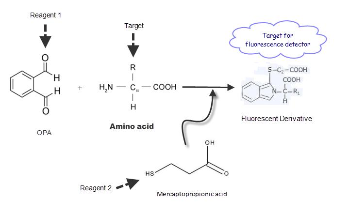 Amino asitlerin HPLC ile sütun öncesi türevlendirme analizi