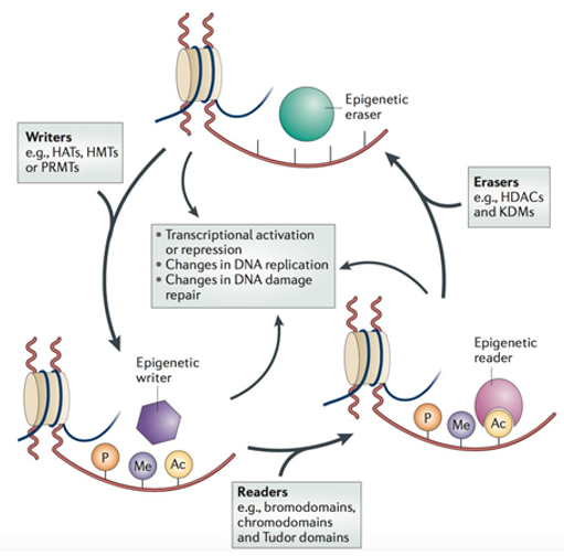 Histone translation and modification