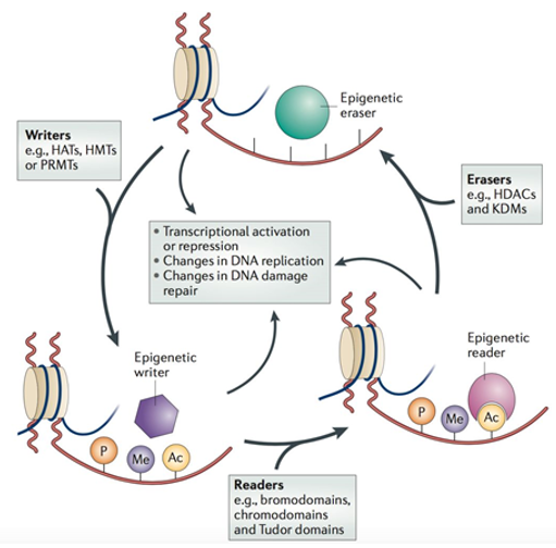 Analysis of Post-translational Modification of Protein Drugs