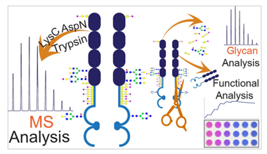 The workflow of Nano-LC-ESI-MS/MS analysis of permethylated Glycans