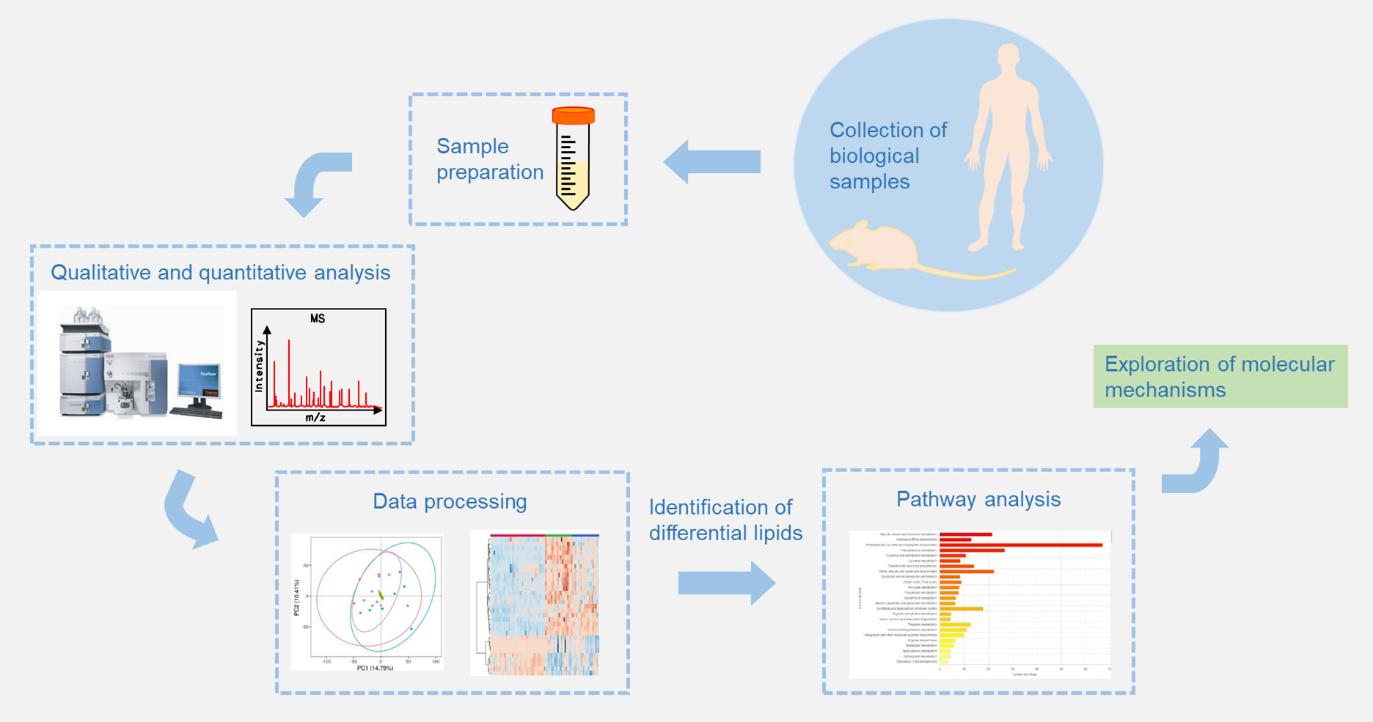 Analytical Methods And Applications Of Lipidomics In Disease Research