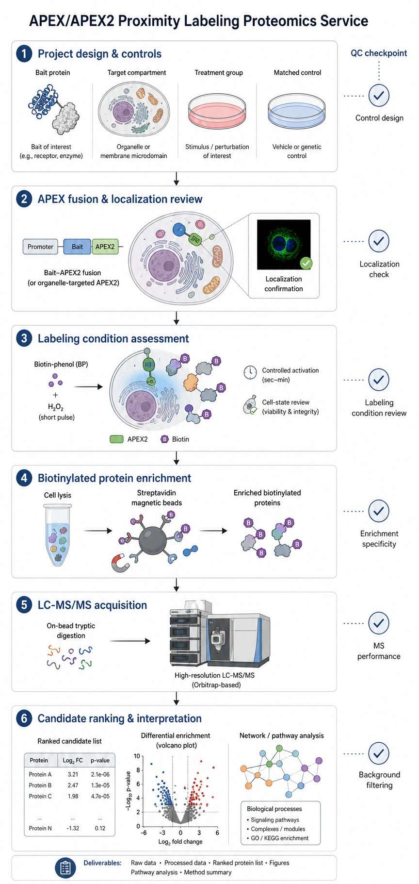 Vertical APEX proximity labeling proteomics workflow with QC checkpoints.