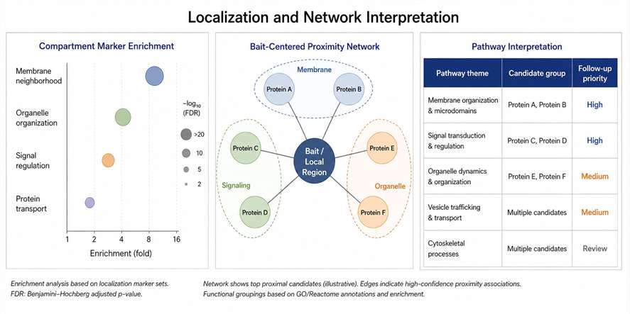 Representative APEX proteomics demo result showing protein network and pathway interpretation.