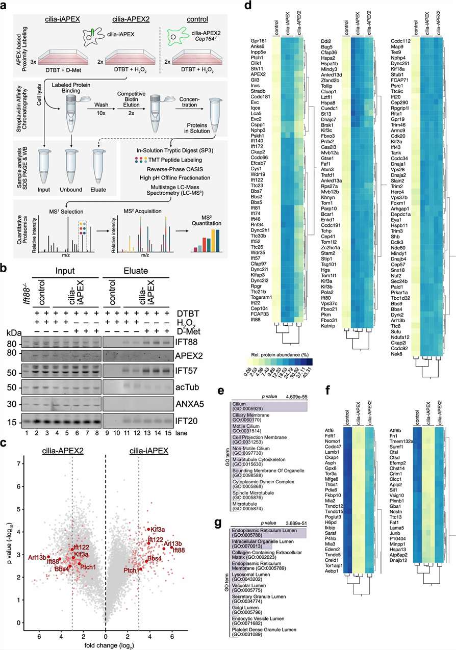 Quantitative APEX-based primary cilia proteomics showing candidate filtering and enrichment specificity.