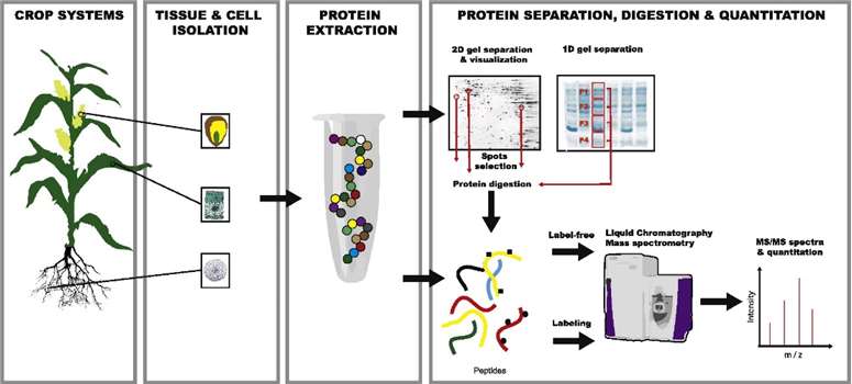 Application of Proteomics in Plant Research