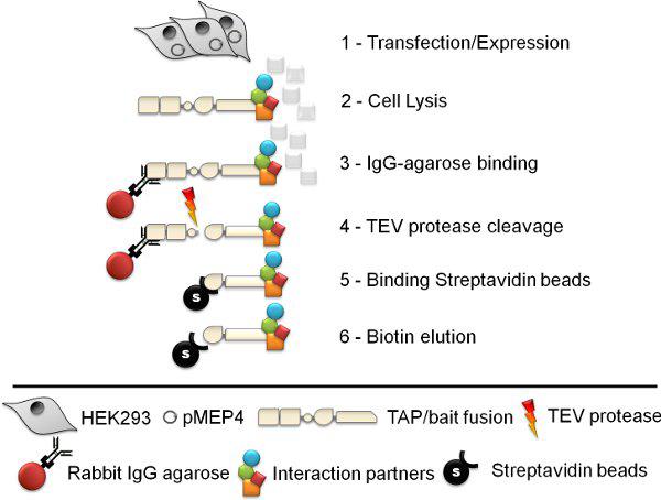 Application of Tandem Affinity Purification in Mammalian Systems