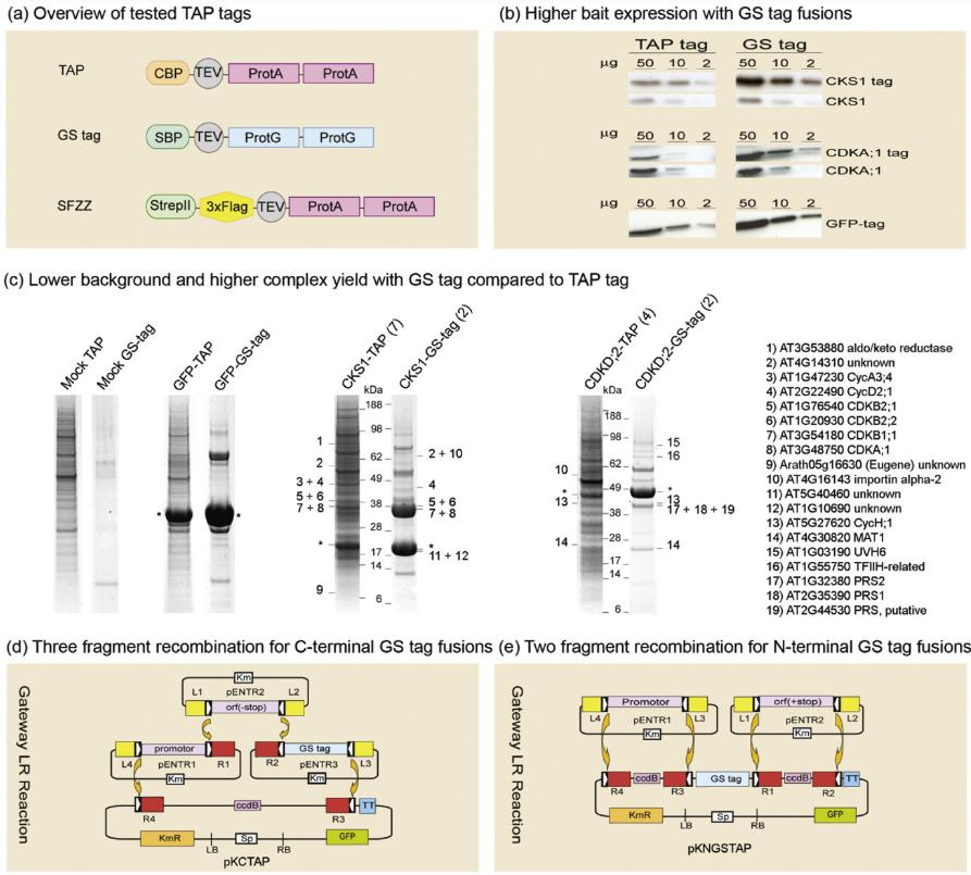 Application of Tandem Affinity Purification in Plant Proteomics