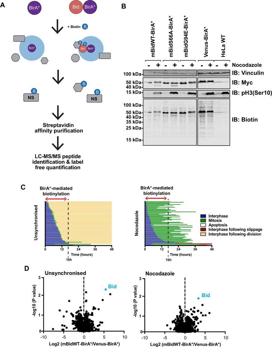 Applications of BioID in Protein Interaction Studies