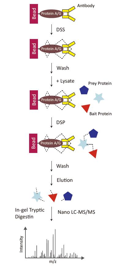 Applications of Co-IP in Protein Interaction Studies