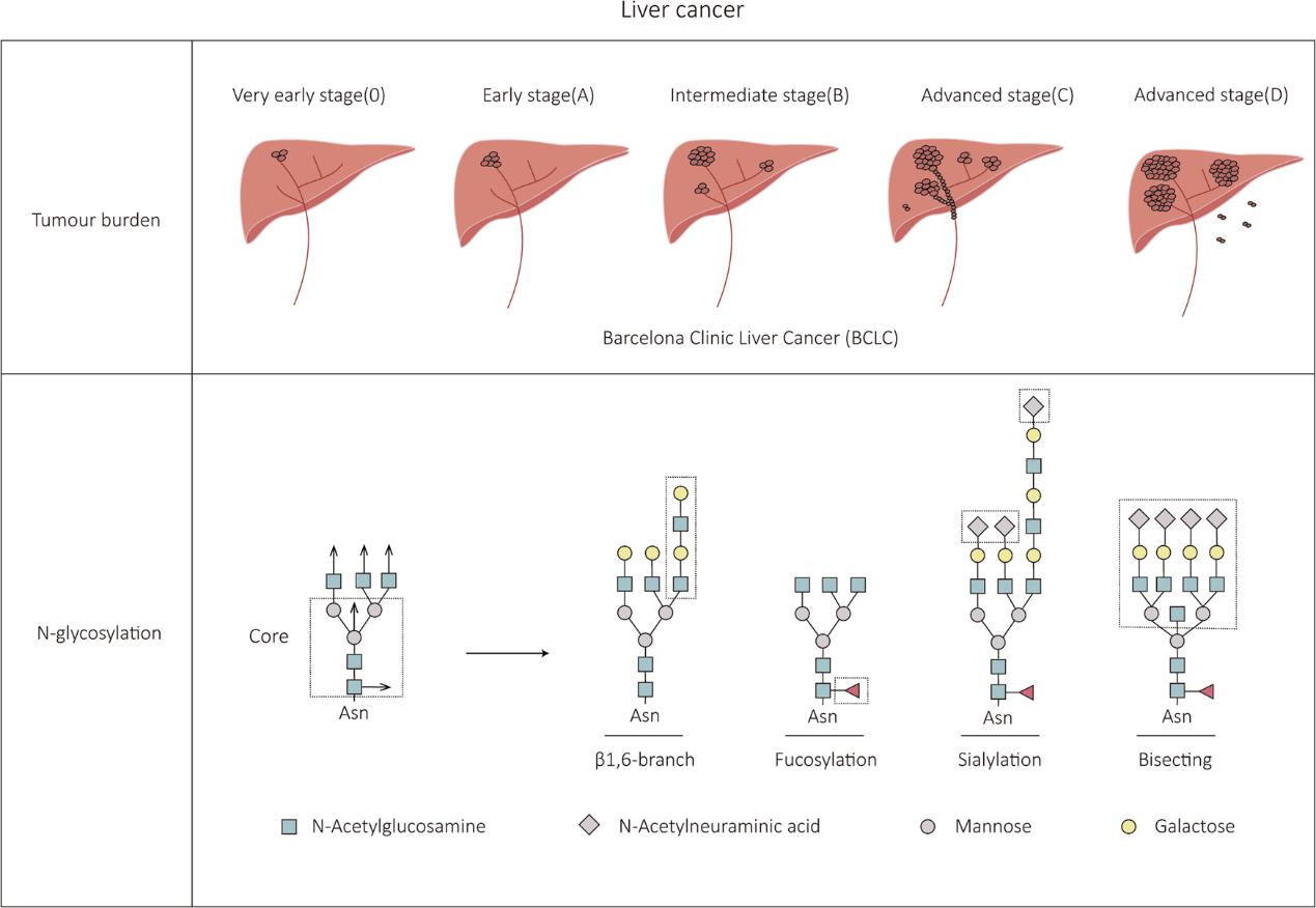 Applications of Glycomics in Liver Disease Research