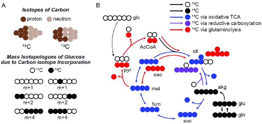 Applications of Stable Isotope Labeling in Metabolic Flux Analysis