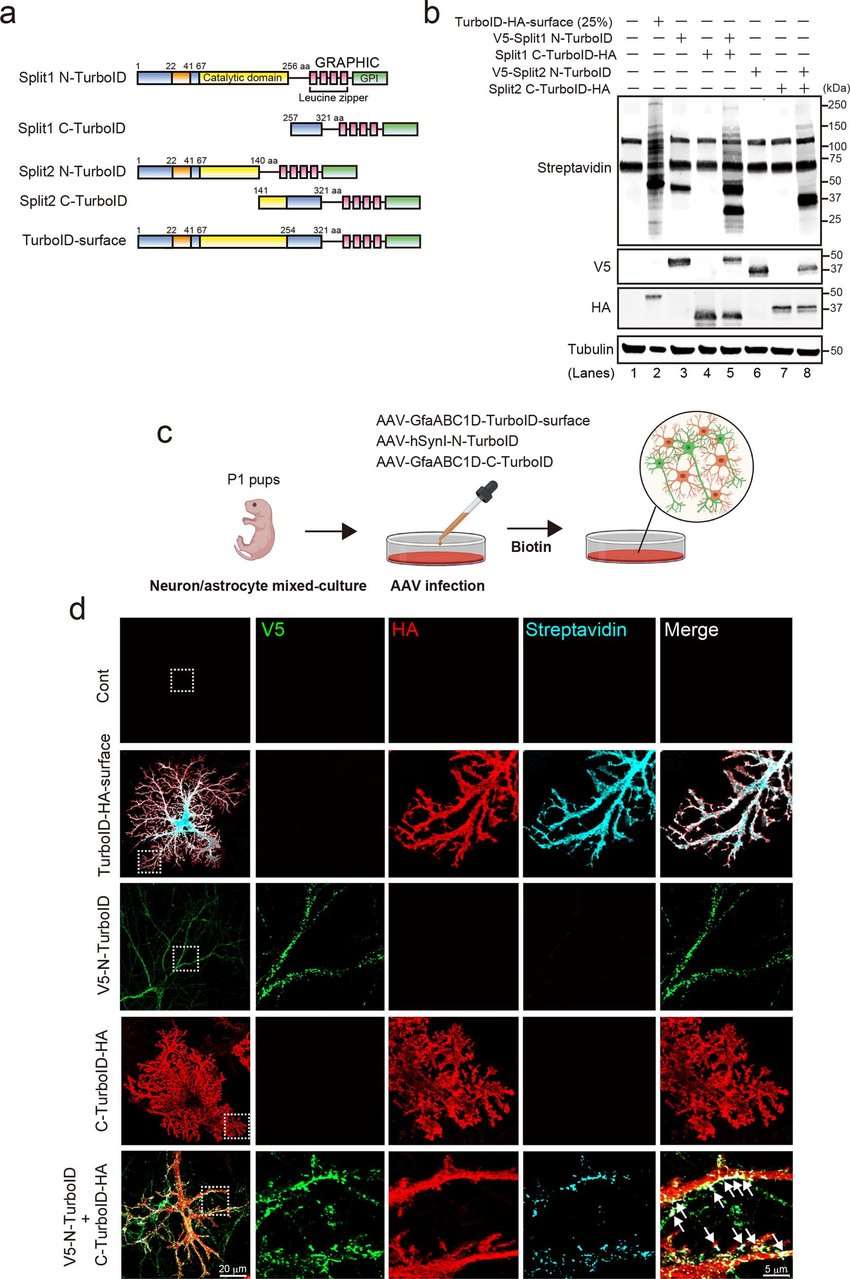 Applications of TurboID Technology in Disease Research