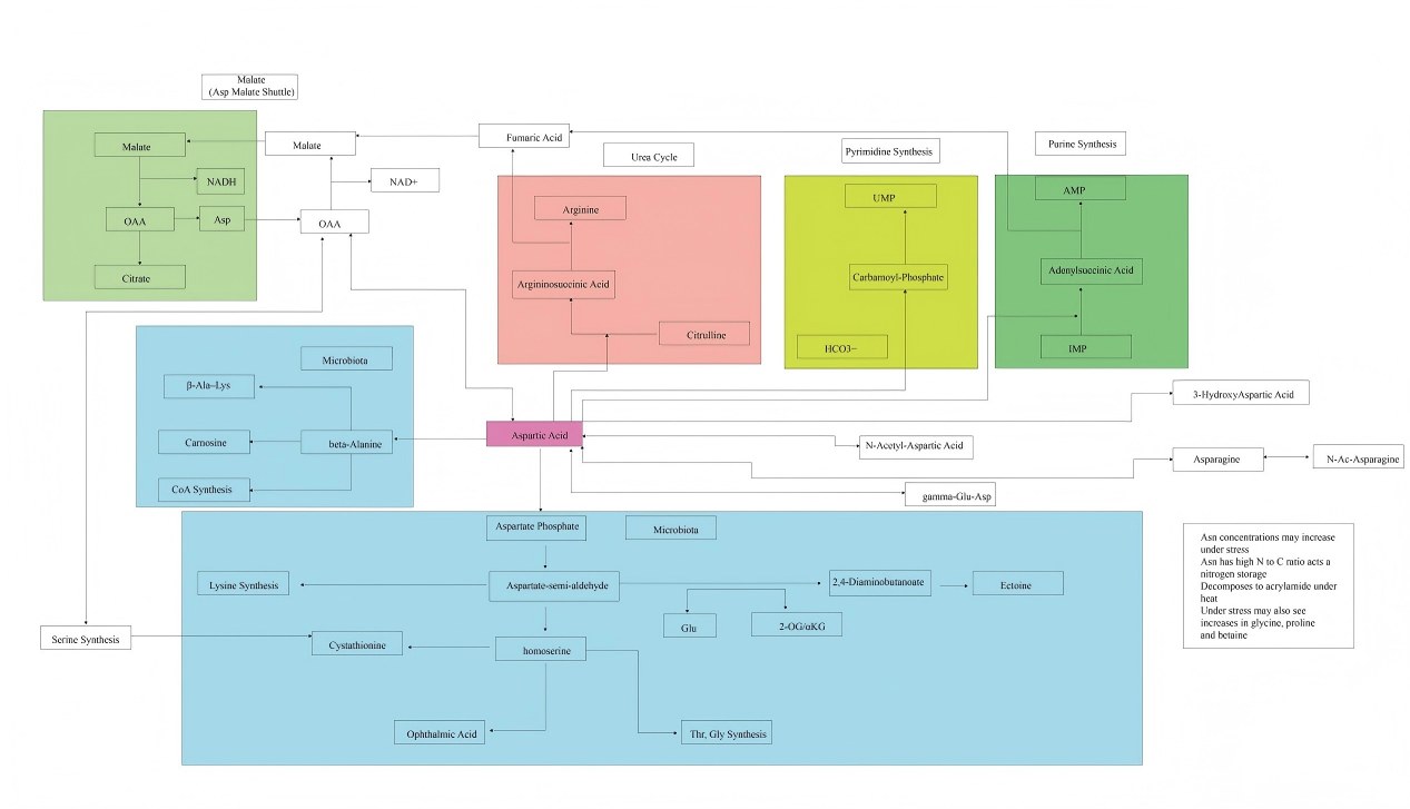 Aspartic Acid Metabolism: Pathway Map, Key Nodes, and LC–MS/MS Readouts