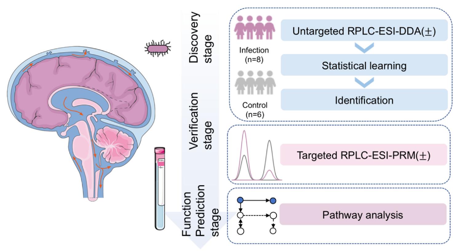 The pseudo-targeted metabolomic workflow used to characterize CSF metabolome. RPLC: reverse phase liquid chromatography; ESI: electrospray ionization; DDA: data-dependent acquisition; PRM: parallel reaction monitoring.