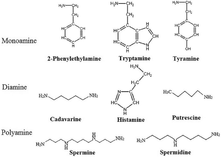 Biogenic Amines: Significance, Analysis, and Implications in Health