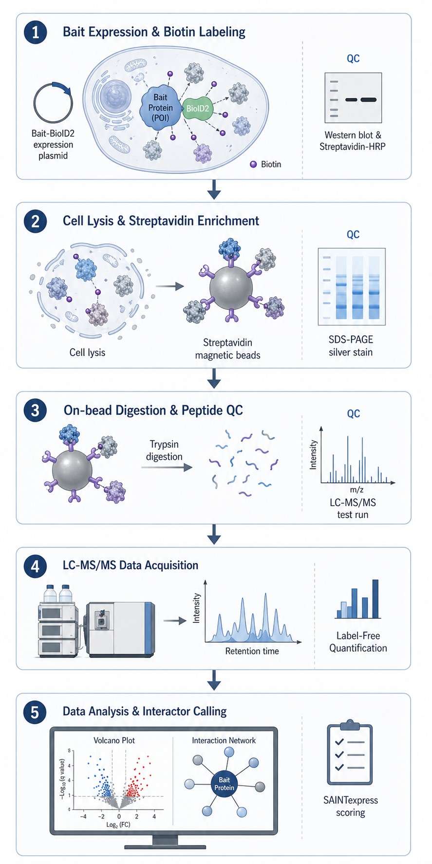BioID2 proximity labeling workflow diagram with QC checkpoints