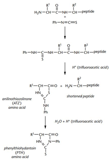 The Important Biological Functions and Sequencing Technology of N-terminal