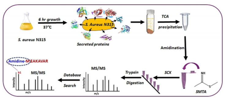 Chemical labeling / mass spectrometry work flow