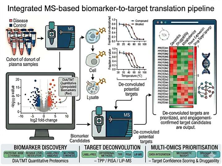 Biomarker to target translation by MS overview: a pipeline illustration showing the integrated workflow from quantitative proteomics biomarker discovery through thermal proteome profiling for target deconvolution, target engagement confirmation, and multi-omics target prioritisation — bridging the gap between correlative biomarkers and validated drug targets.