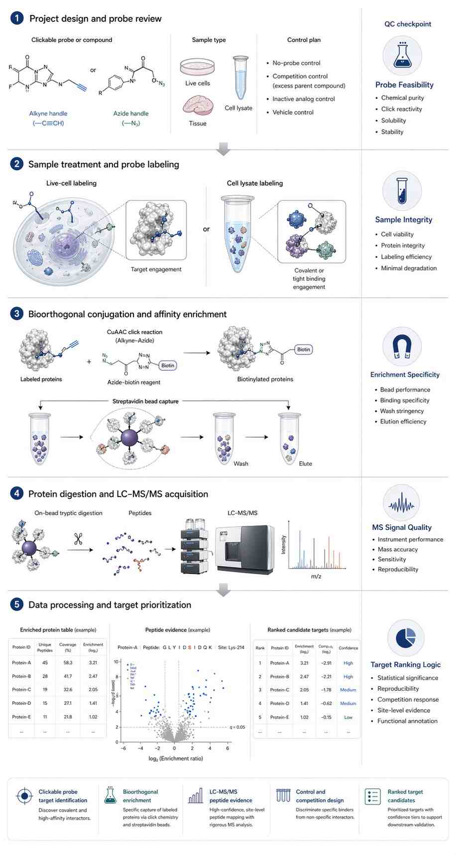 Vertical workflow for clickable probe labeling, enrichment, LC-MS/MS analysis, and target prioritization.