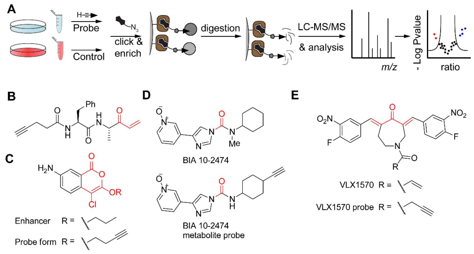 Bioorthogonal chemistry workflow for clickable probe target identification by enrichment and LC-MS/MS.