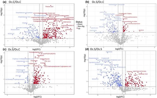 Volcano plots of significantly modulated metabolites across four Oryza comparisons under salt stress.