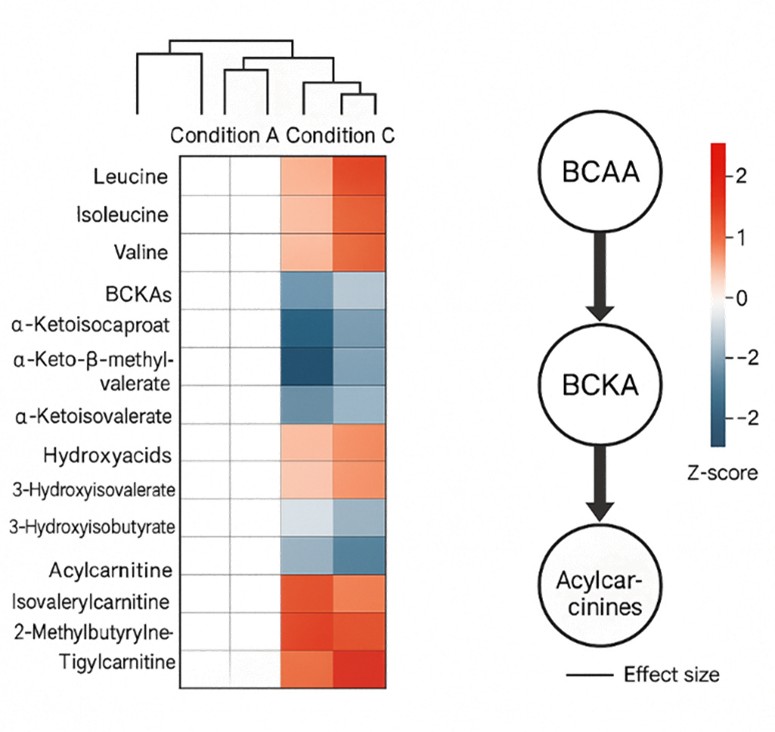 Clustered heatmap of BCAA pathway metabolites across conditions with adjacent schematic showing directional flow from BCAAs to BCKAs to acylcarnitines.