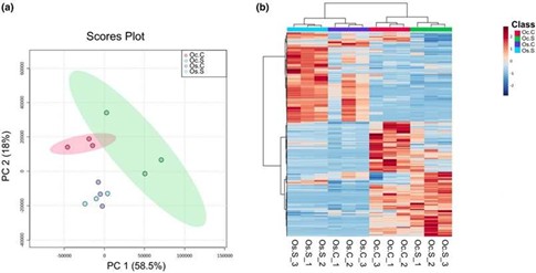 PCA score plot and hierarchical heatmap distinguishing control vs salt in O. sativa and O. coarctata roots.