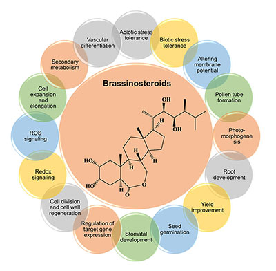 Key Roles of Brassinosteroids in Plants