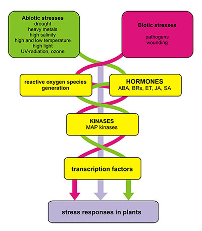 A Generalized Model of Plant Stress Signaling Network