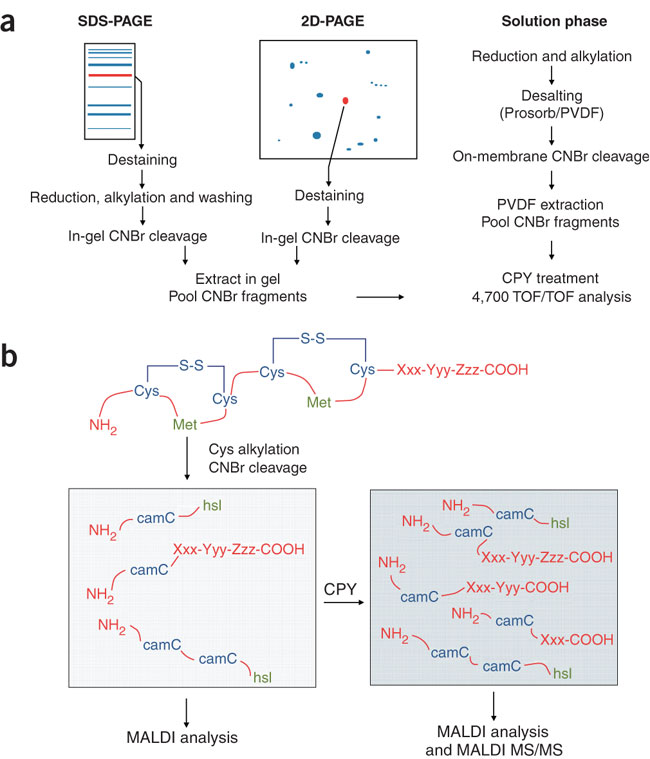 C-Terminal Protein Sequencing: Methods, Applications, and Significance