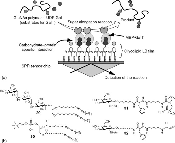 Carbohydrate-Protein Interactions: Structural Insights & Quantitative Analysis