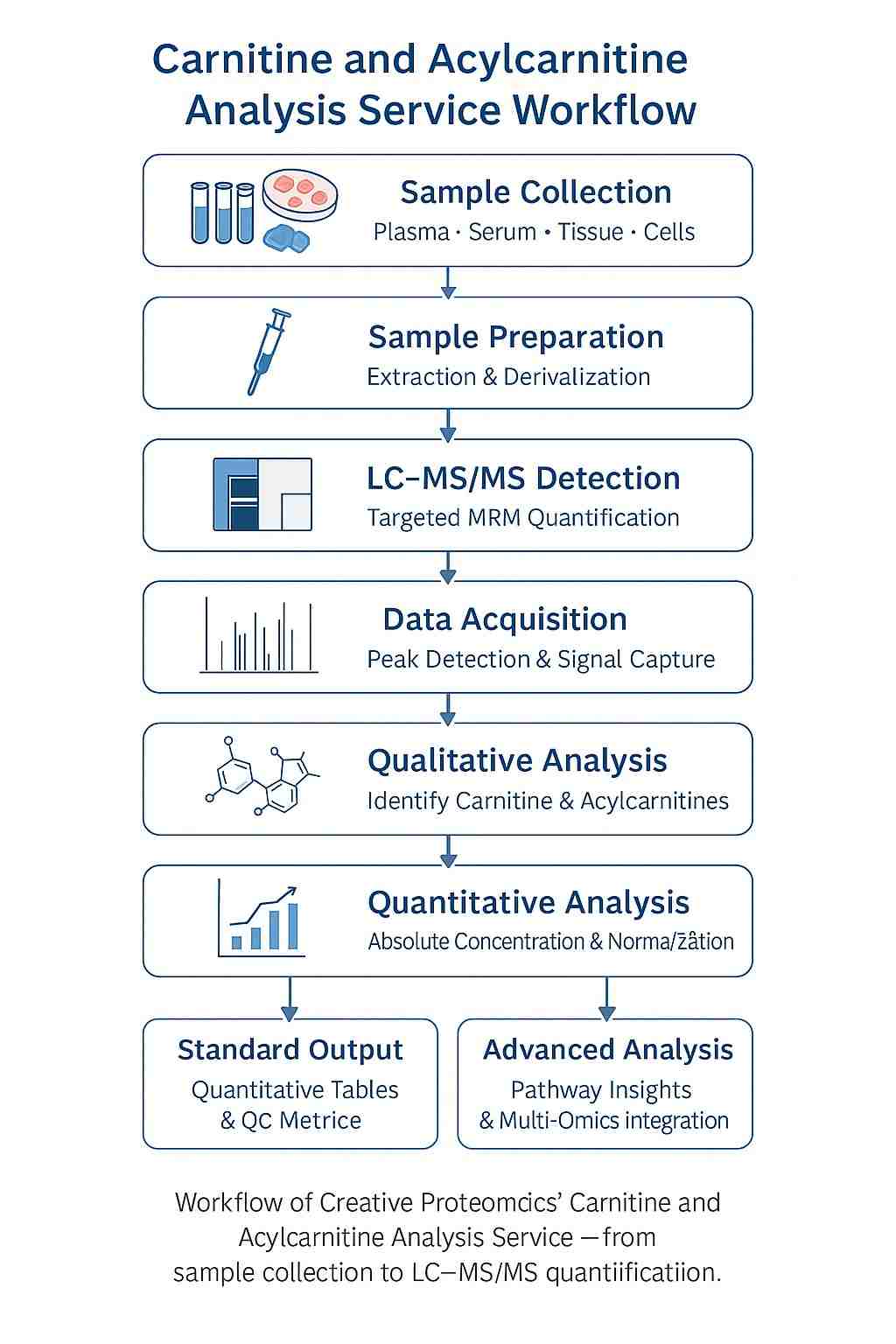 Carnitine and acylcarnitine LC–MS/MS analysis workflow showing sample preparation, mass spectrometry detection, and bioinformatics reporting steps.