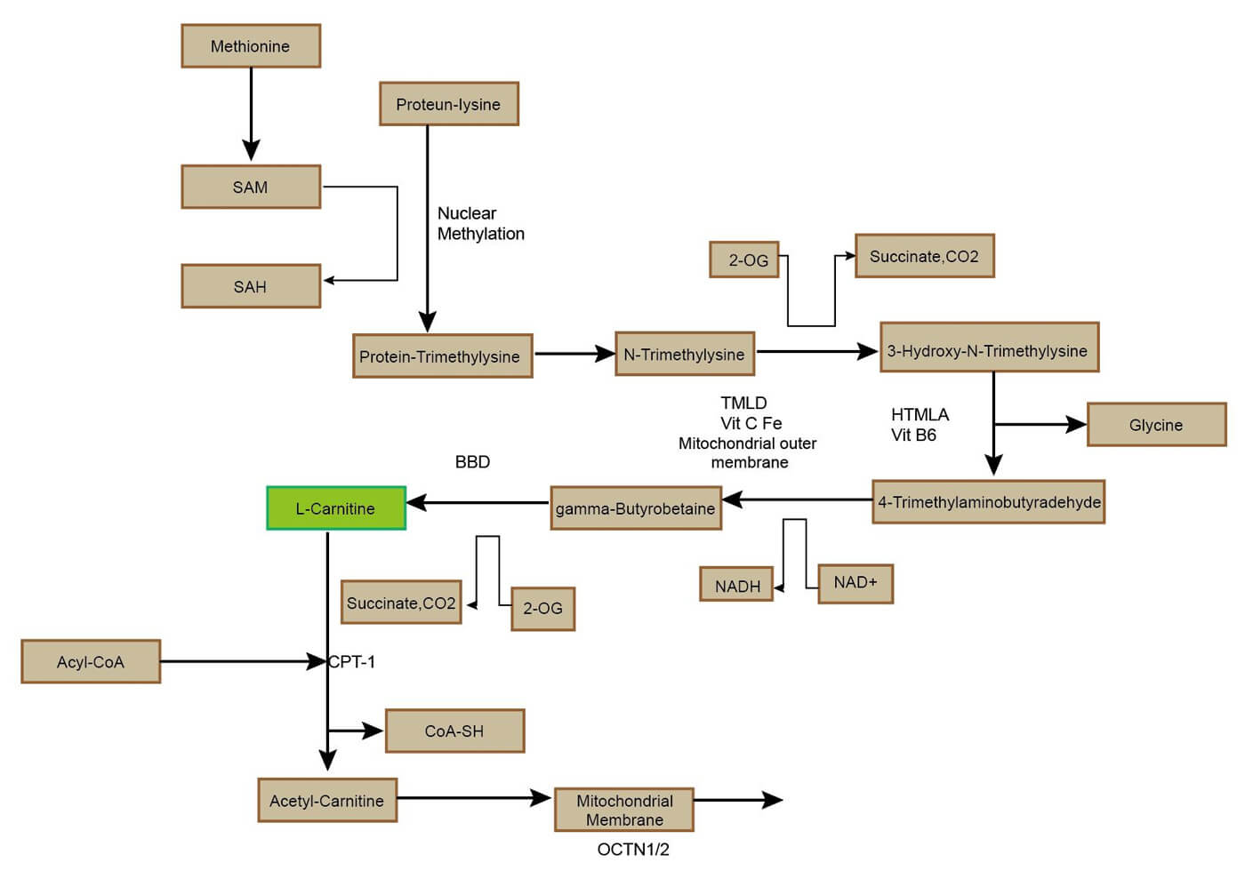 The metabolic pathways of carnitine.