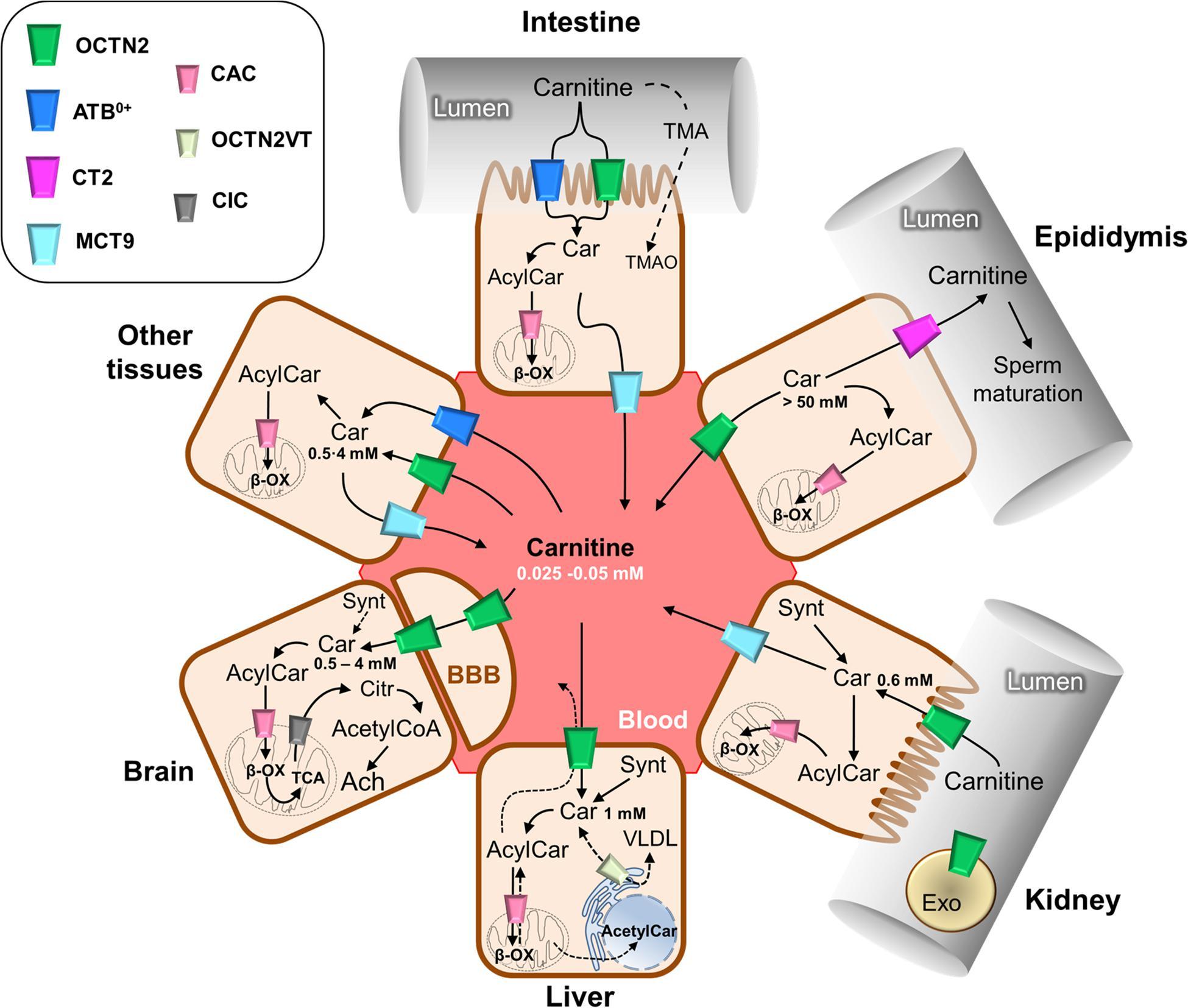 Schematic representation of carnitine traffic.