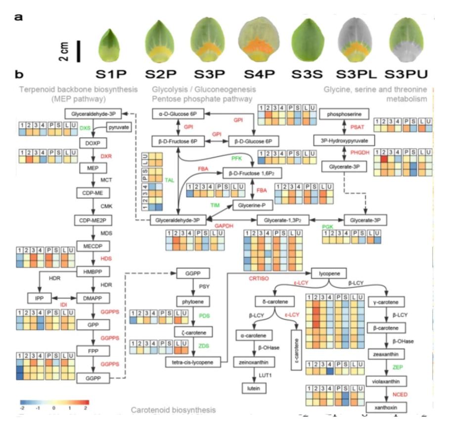 Carotenoid Roles in Plant Coloration, Nutrition, and Cancer Prevention