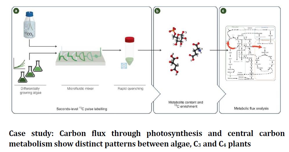 Algae Central Carbon Metabolism Analysis