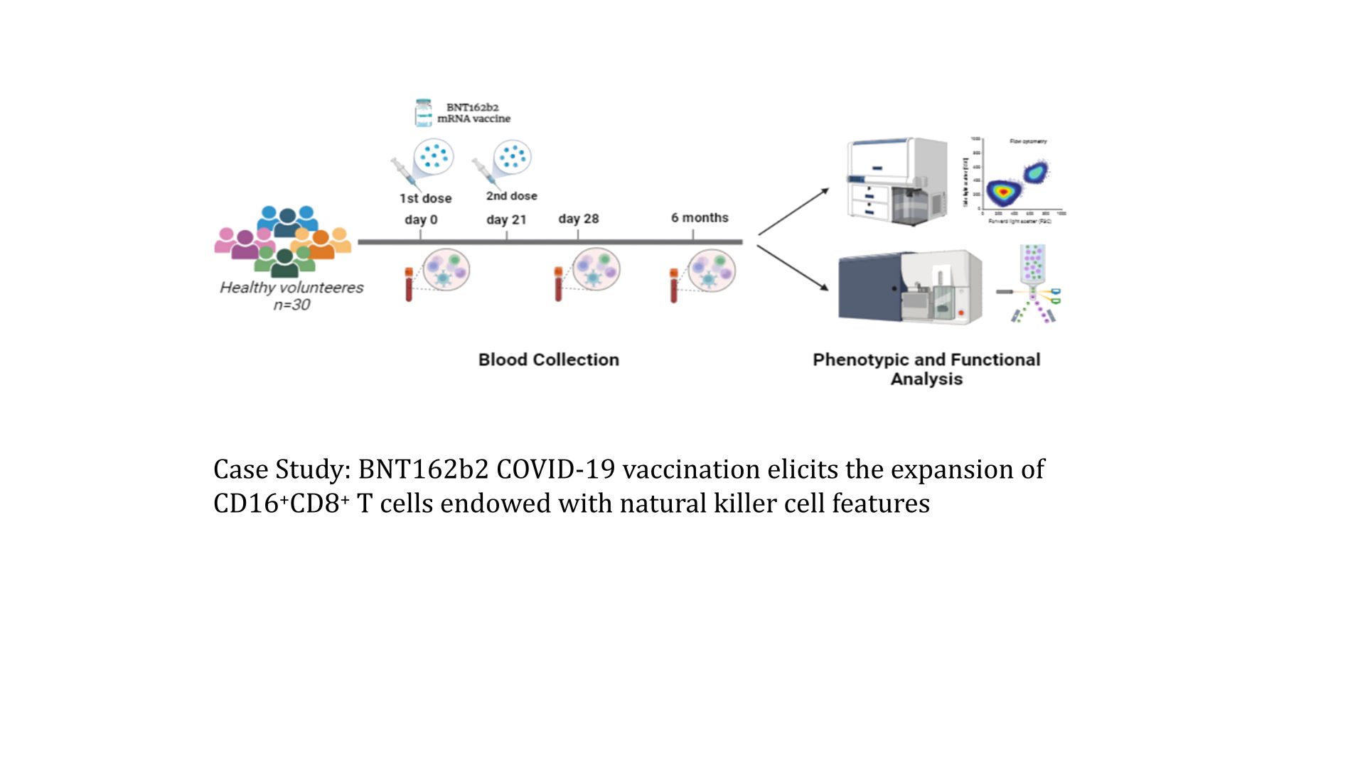 Research on the immune response induced by BNT162b2