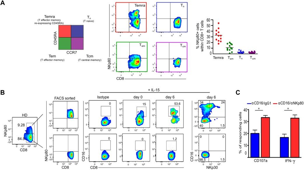 Expression of NKp80+CD8+ T cells