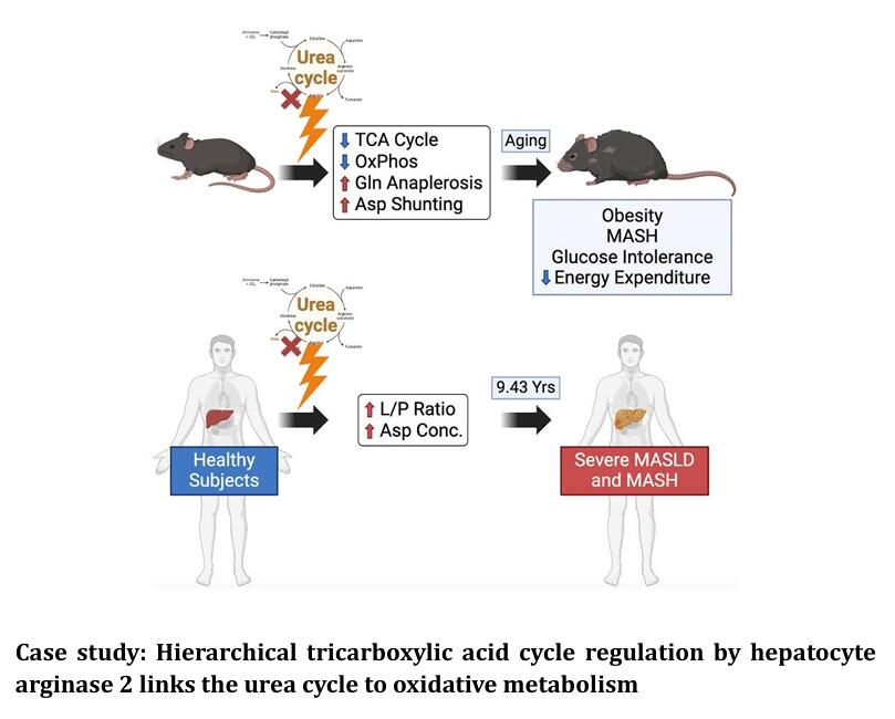 TCA Cycle Analysis Service Case Study