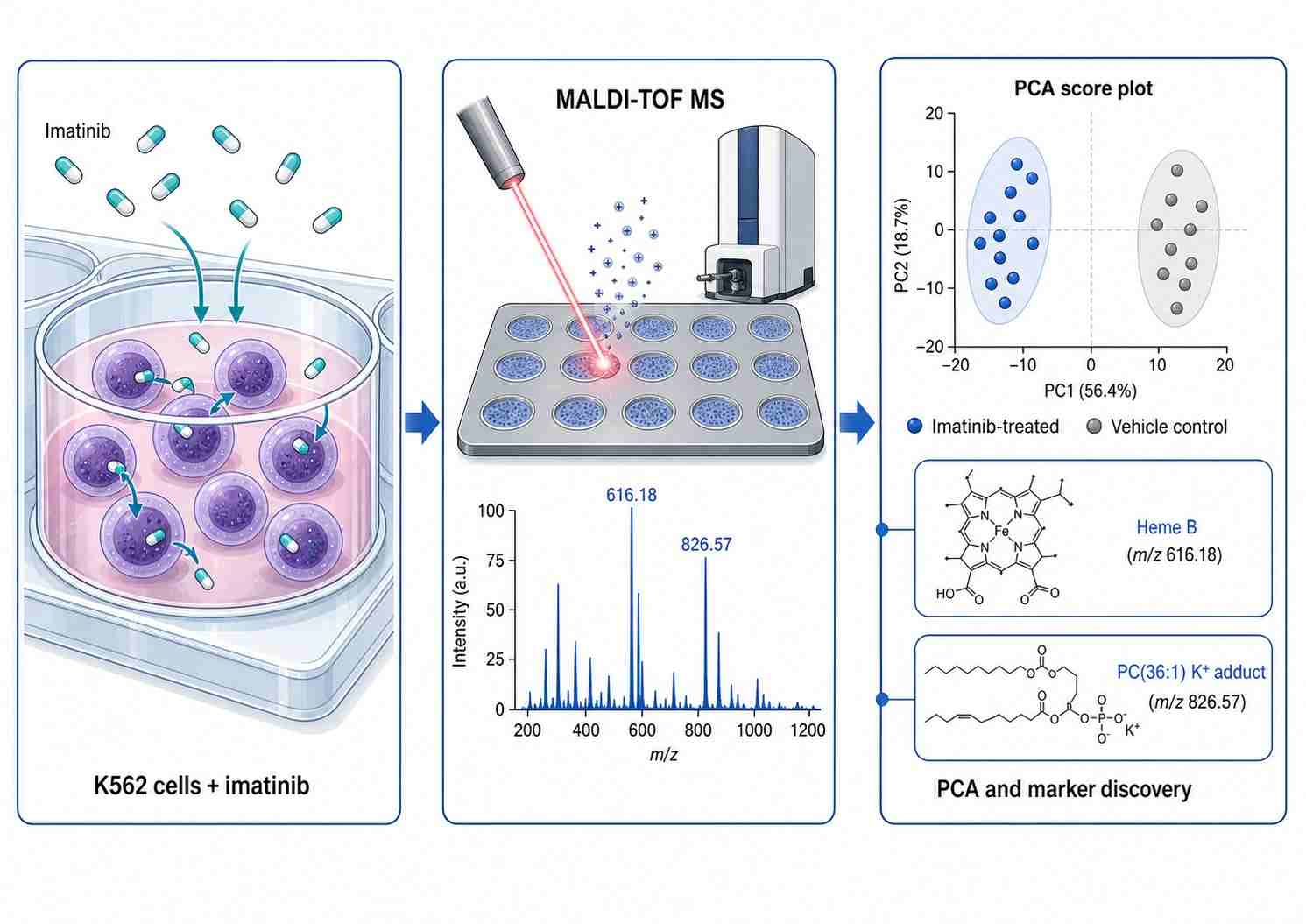 Whole-cell MALDI MS biotyping workflow showing K562 cell treatment with BCR-Abl inhibitors, MALDI-TOF MS acquisition, PCA separation of drug-treated vs control cells, and identification of heme B and PC(36:1) as lipid drug-response markers (adapted from Weigt et al. 2018, Scientific Reports).