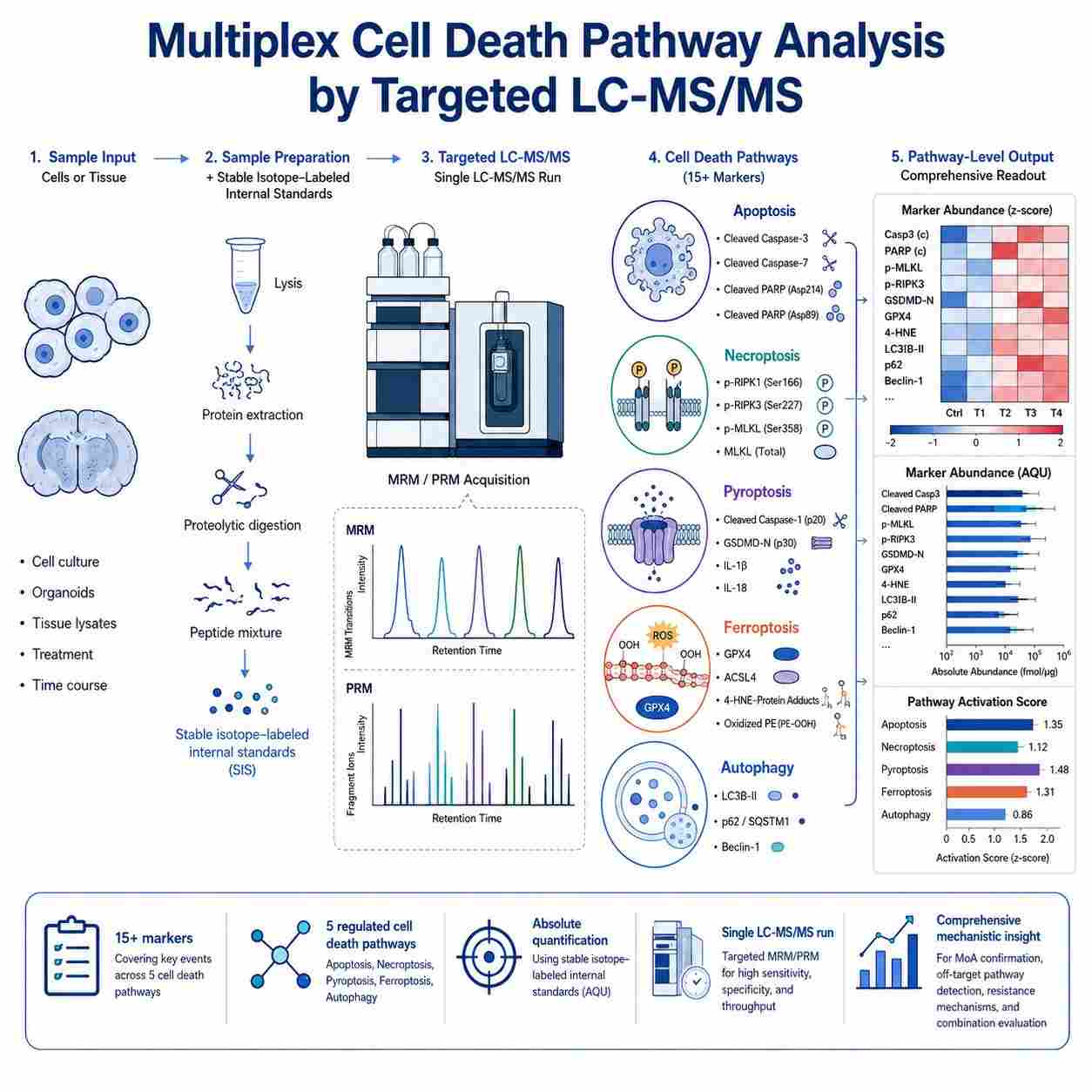 Cell death pathway MS signatures service overview