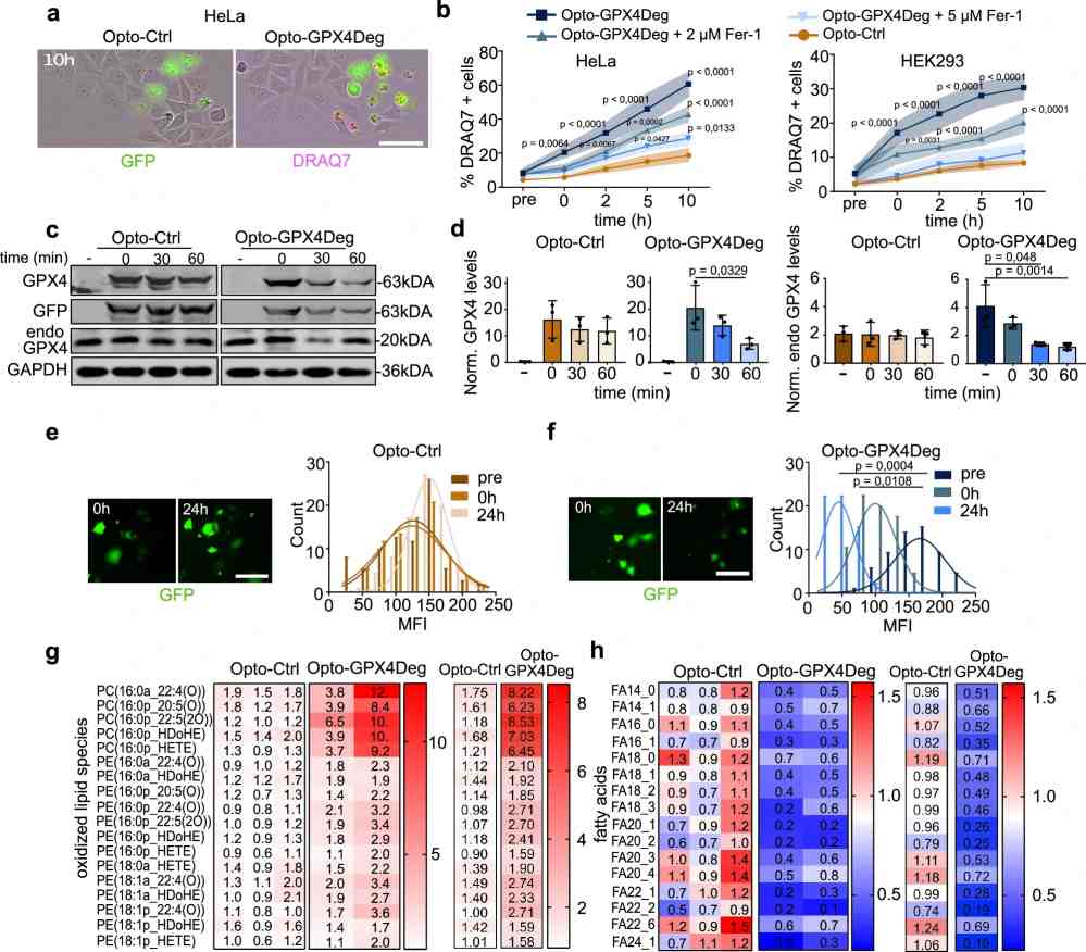 LC-MS/MS lipidomics analysis of ferroptosis lipid peroxidation