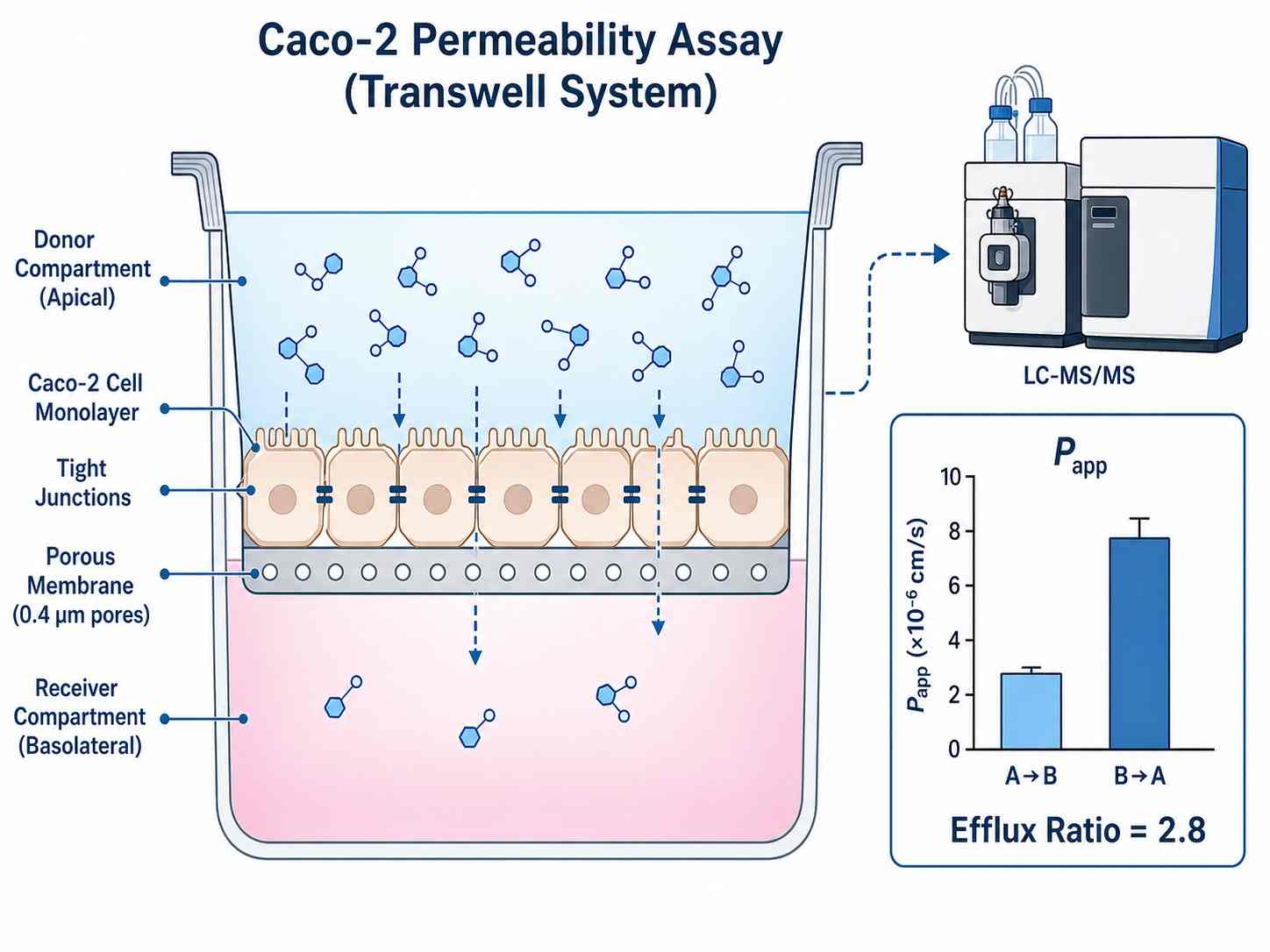 Cell permeability assessment platform overview showing drug molecule crossing a cell membrane monolayer on a Transwell support, with LC-MS/MS analysis and data output including Papp values and efflux ratio bar chart.