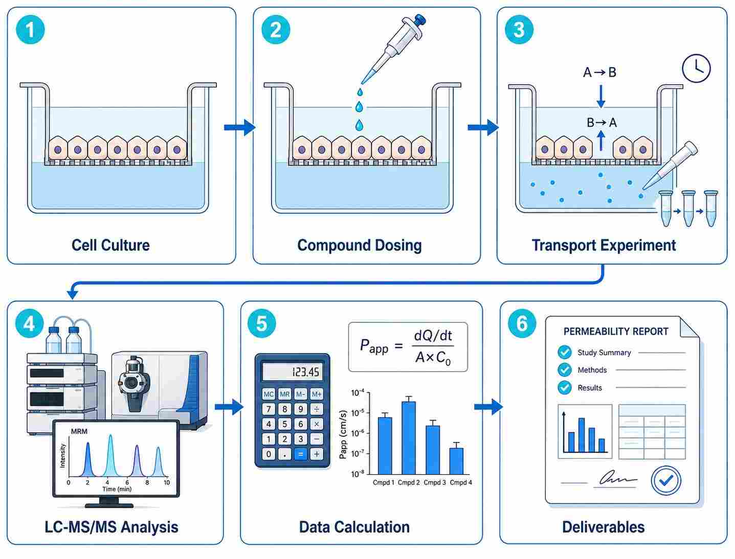 Cell permeability workflow diagram showing six steps from cell culture and monolayer formation through compound dosing, transport experiment, LC-MS/MS analysis, data calculation, and deliverable report generation.