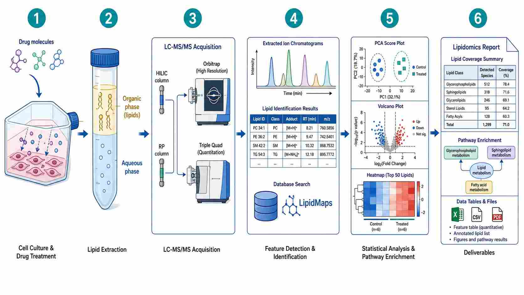 Cellular lipidomics workflow diagram showing six steps from cell culture and drug treatment through lipid extraction, LC-MS/MS acquisition, feature detection, statistical analysis, and deliverable report generation.