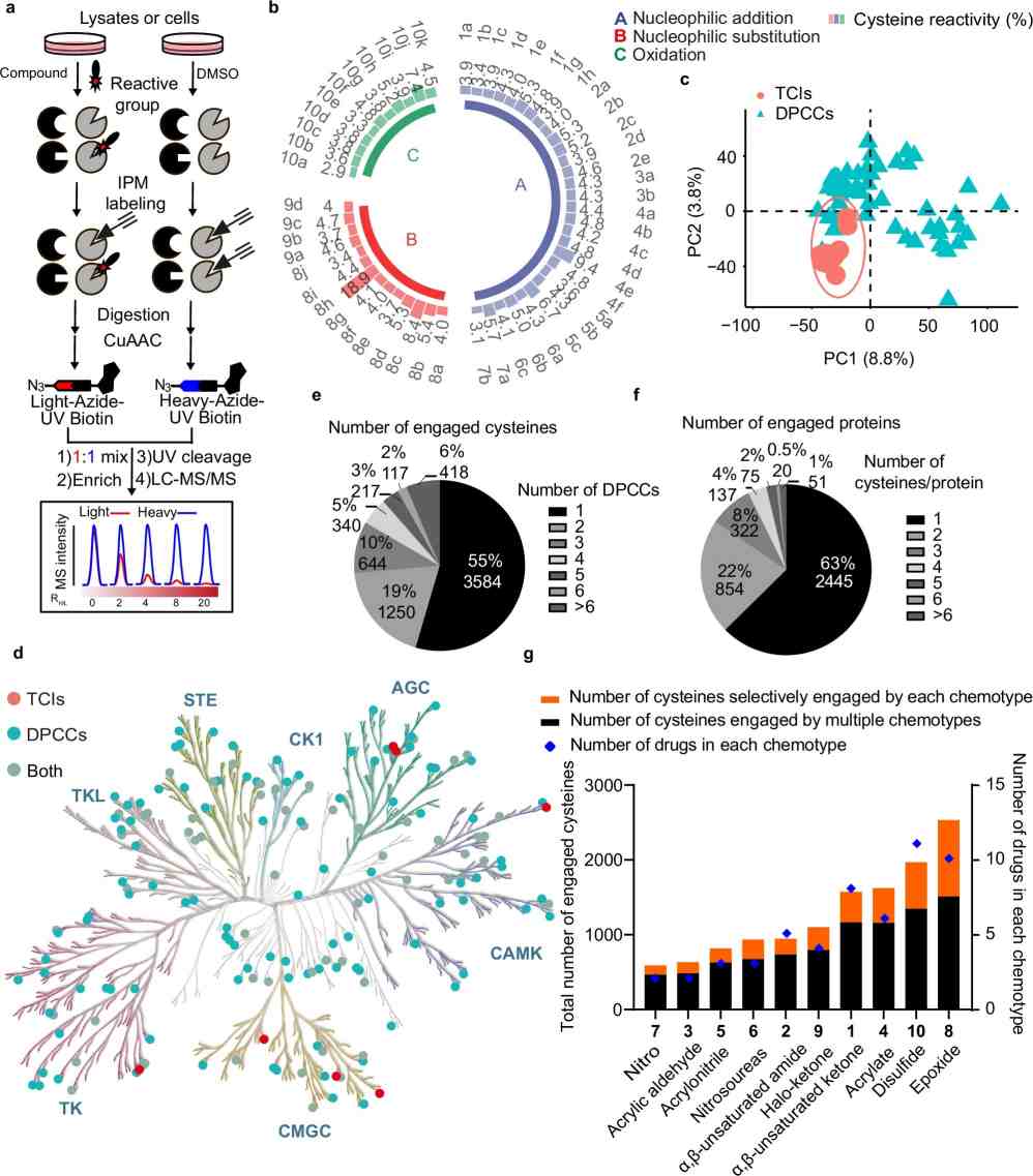 Fig. 2 from a 2025 chemoproteomics study showing cysteinome reactivity mapping of diverse cysteine-reactive drugs