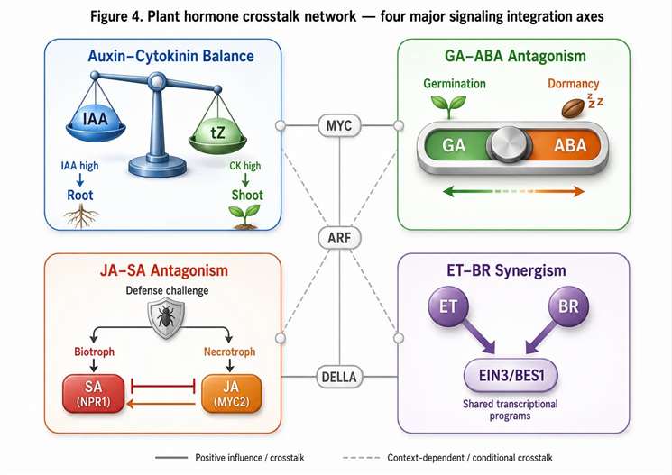 Figure 4: Plant hormone crosstalk network — four major signaling integration axes and their analytical readouts