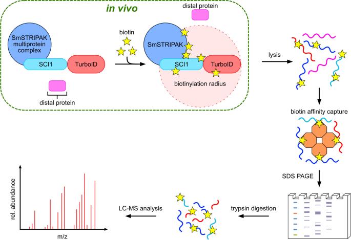 Comparing BioID and TurboID Technologies