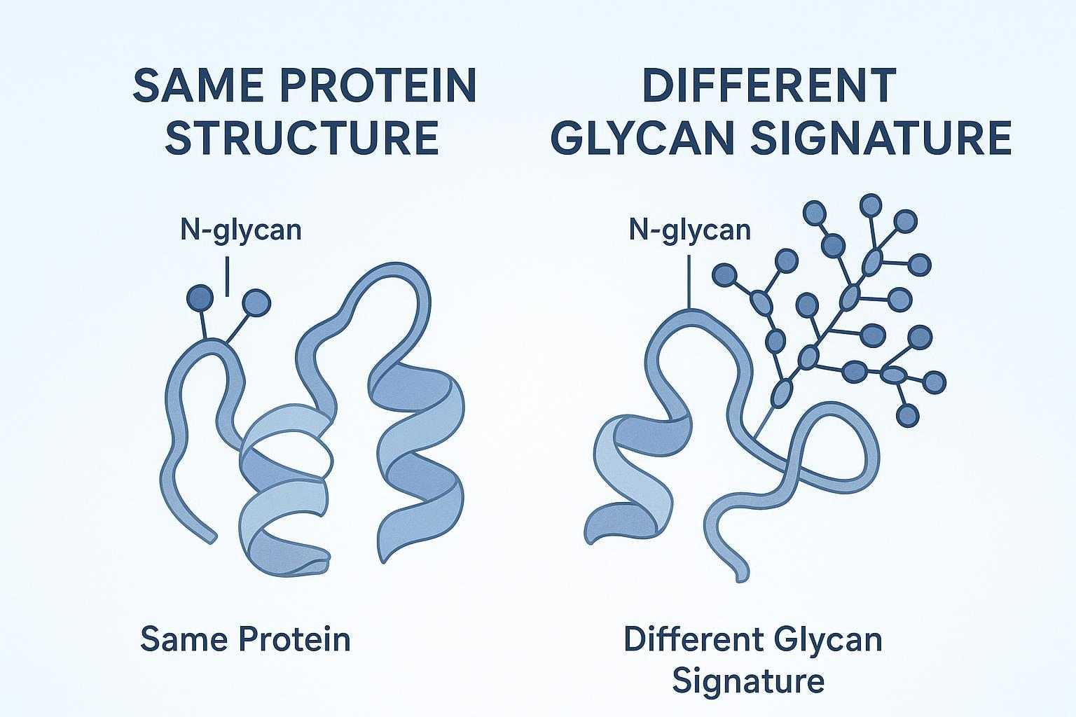 Complete Guide to N-Glycoproteomics for Biomarkers 2026